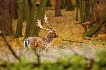 Beautiful fallow deer male (dama dama) in autumn forest.