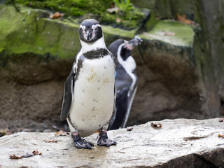 Humboldt penguin Spheniscus humboldti, nesting in the rocks above the sea
