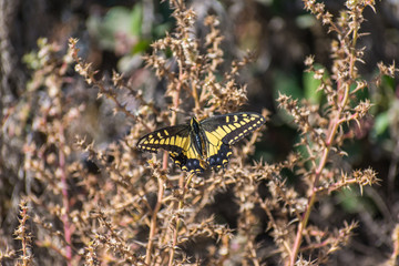 Yellow Butterfly2