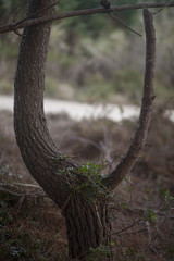 Tree V 