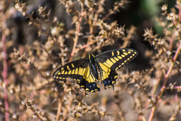 Yellow Butterfly 1