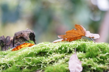 Mooslandschaft und Herbstlaub