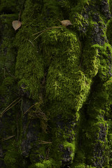 Obraz premium Moss carpet