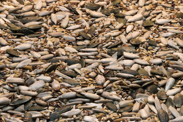Detail view, variety of seeds