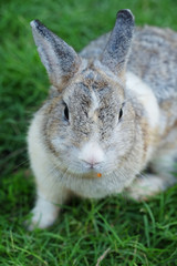 one cute rabbit on the glass in the garden