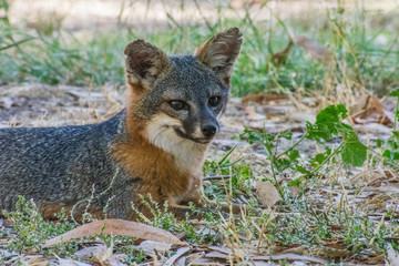 Island Fox 2