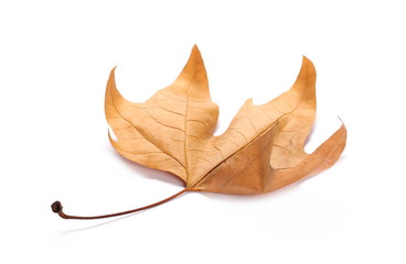 Dry planetree leaves isolated on white background