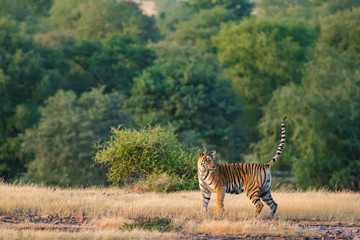 Fototapeta na wymiar Ladali T8 Tigress from Ranthambore Tiger Reserve, India