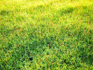 Green grass texture background in the nature