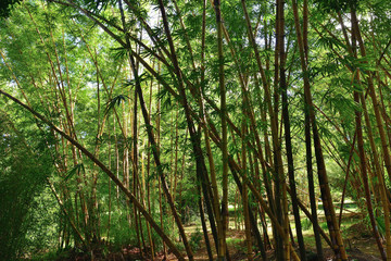 Bamboo forest on Mauritius