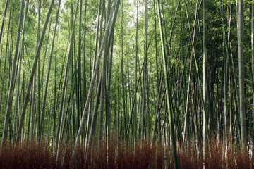 Fototapeta na wymiar Bamboos forest in Arashiyama
