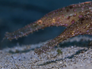 Robust Ghostpipefish, Robuster Geisterpfeifenfisch (Solenostomus cyanopterus)