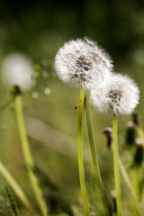 Dandelion seeds with natural background
