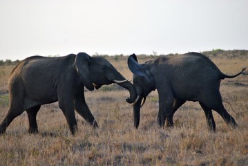 Elephant Fight