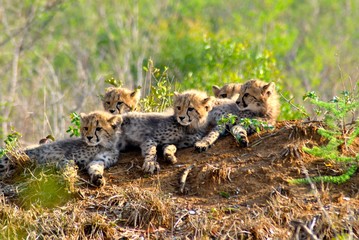 Cheetah Cubs