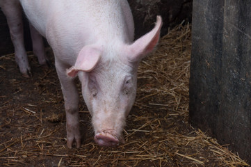 cochon dans une porcherie