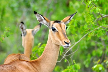 Impalas