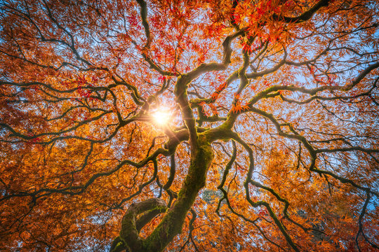 Red Dragon Japanese Maple in autumn colors