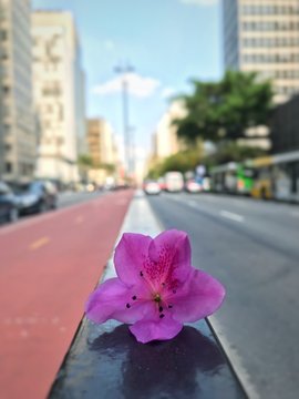Paulista Avenue