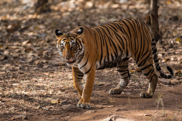 Fototapeta na wymiar Tigress from ranthambore national park, india