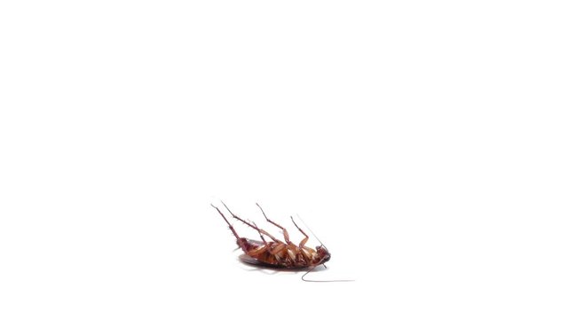 Hand pointing cockroach on isolated