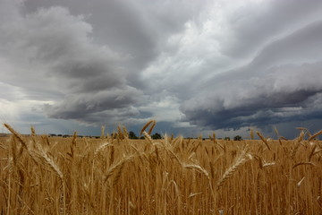 wheat field clouds