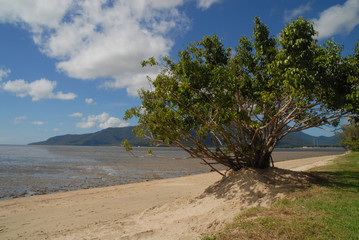 Tree at the bay of Cairns, Australia
