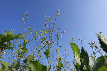 blühender Acker Hederich gegen den blauen Himmel im Herbst in Schleswig Holstein