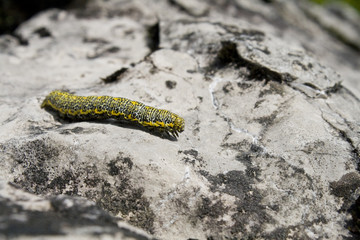 Raupe auf Fels