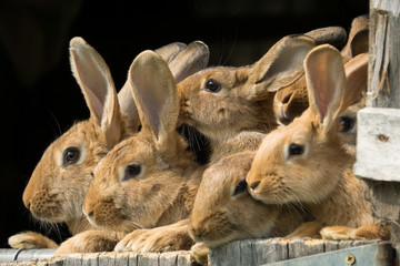 Rabbits in the barn