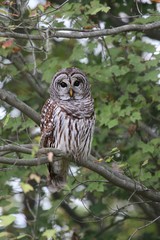 Barred Owl (Strix varia)