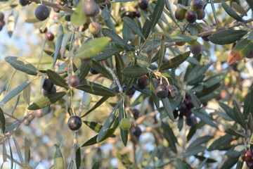 OLIVE,CAMPANIA,SUD ITALIA