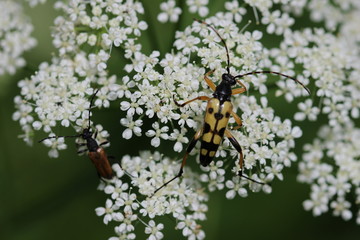 Käfer