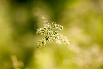 Green plants isolated on natural background with beautiful bokeh and contour light
