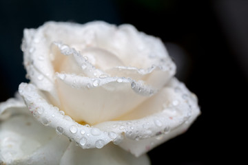 Colorful, beautiful, delicate rose petals and water drops
