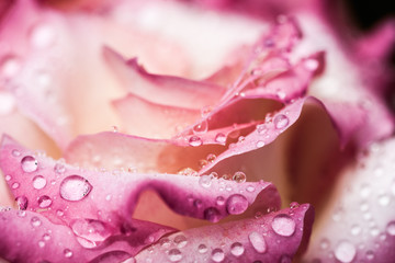 Colorful, beautiful, delicate rose petals and water drops
