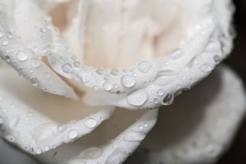 Colorful, beautiful, delicate rose petals and water drops
