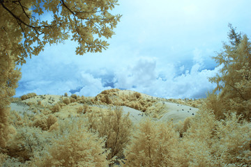 Infrared landscape and details

