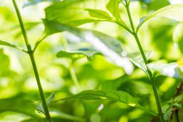 Fototapeta na wymiar Dew drops on green leaves