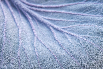 A leaf of red cabbage in a hoarfrost in the late autumn background. Selective focus.