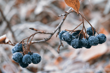 Aronia covered with hoarfrost on branches late autumn background. Orange and blue toned.
