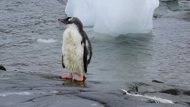 Gentoo Penguins chiks