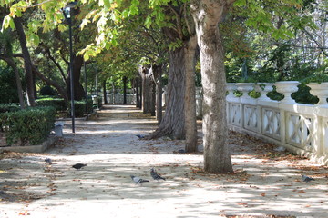 parco con uccelli