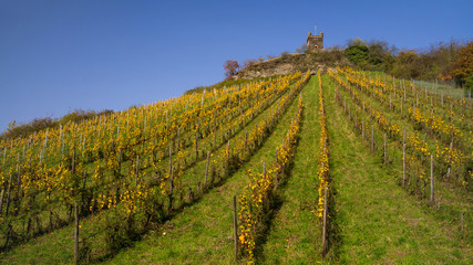 Fototapeta premium Weinberg Schöneck bei Lorch am Rhein im Herbst