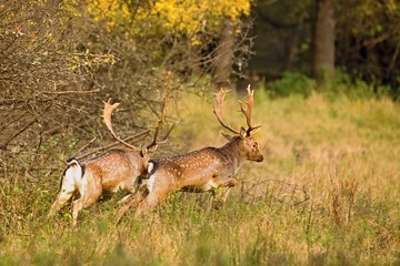 Naklejka na ściany i meble Fallow deer fighting in Autumn Meadow. (Dama Dama)