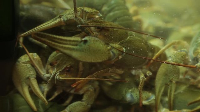 Live crayfish in aquarium