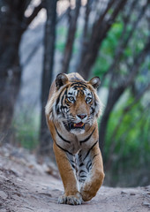 Tiger T57 from Ranthambore Tiger Reserve, India