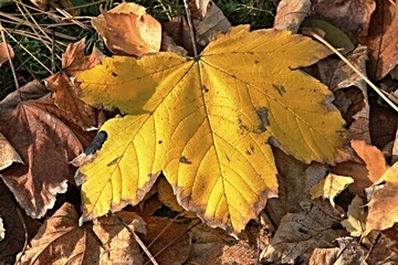 gelbes Blatt auf braunem Laub