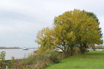 Bäume an der Elbe in Wedel