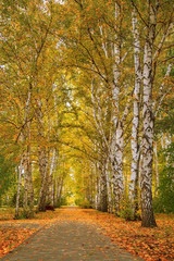 Autumn landscape. Golden autumn in Siberia. Wonderful birches trees cover autumn yellow leaves. Place for romantic walks in park.
